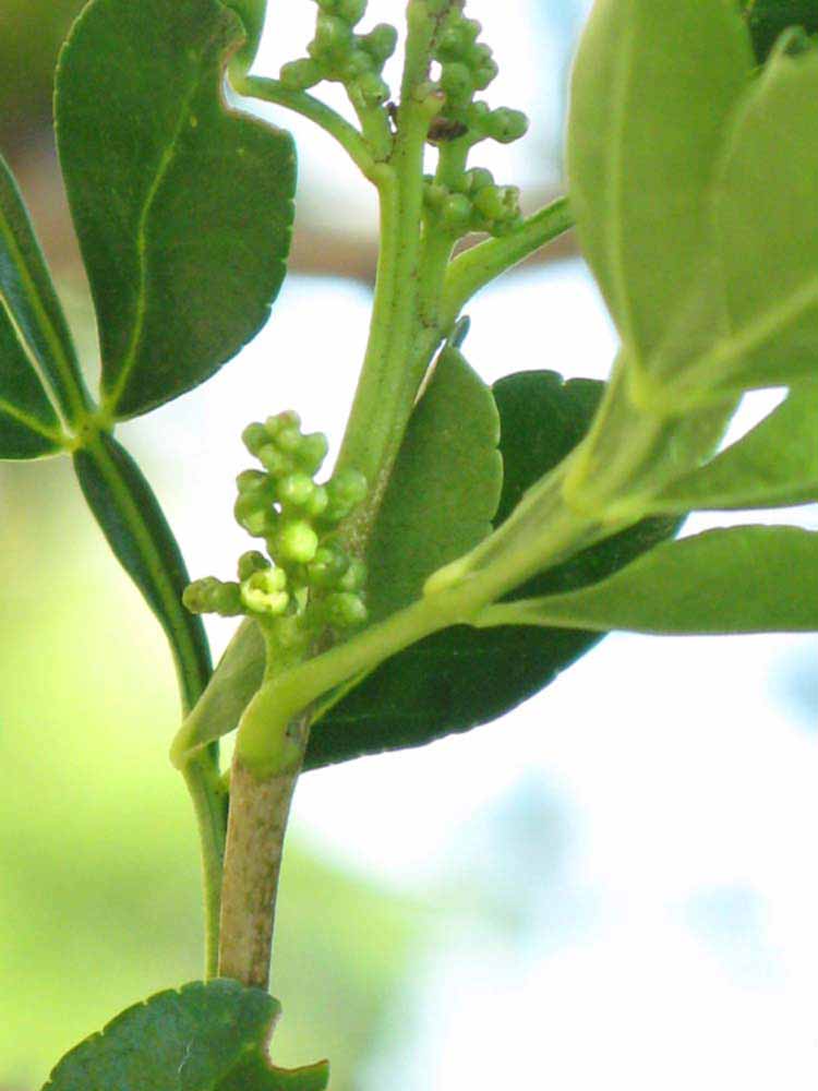                 First year twig (Winter Haven,   FL)       